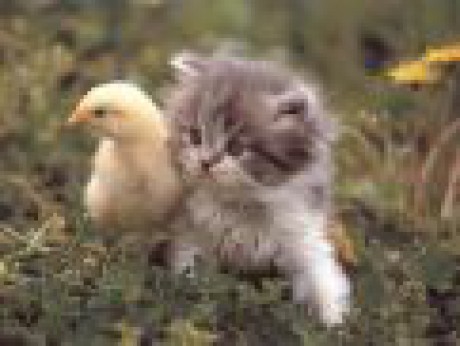 kuřátko a kočička